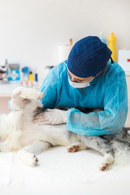 veterinarian female carefully examines the lying dog in the clinic