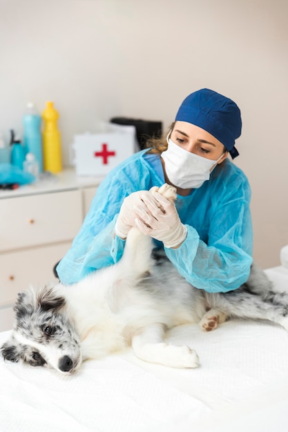 Veterinarian female examines the dog's paw lying on operating bed in the clinic