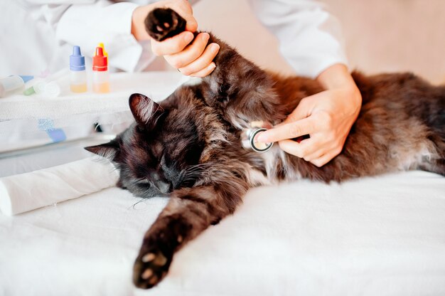 Foto veterinario: controllo veterinario femminile sul gatto nero