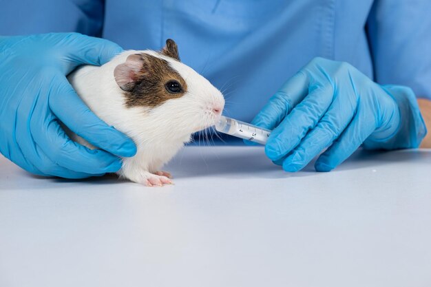 The veterinarian gives the medicine from the syringe to a small guinea pig