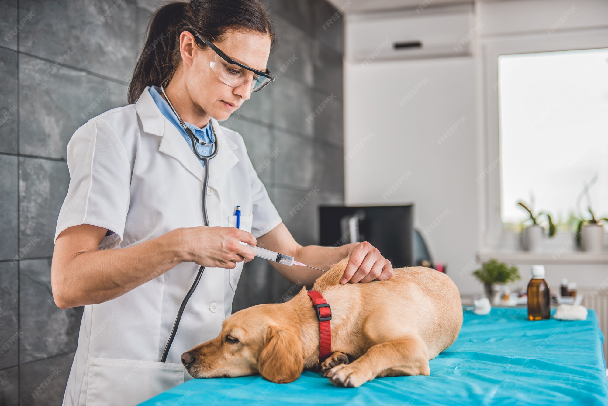 Where Do Vets Give Dogs Shots where-do-vets-give-dogs-shots