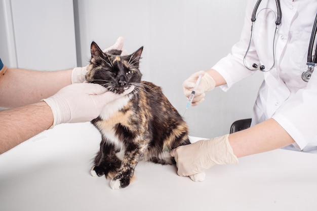 Veterinarian giving injection to black cat
