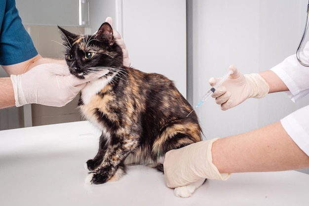 Veterinarian giving injection to black cat