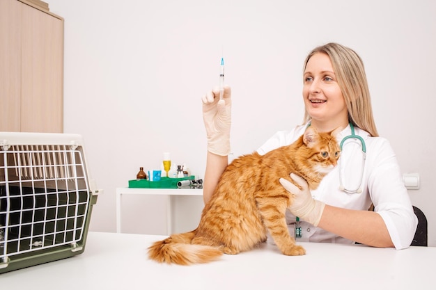 Veterinarian giving injection to cat at vet clinic xA