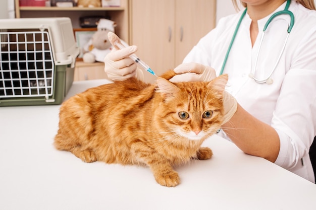 Veterinarian giving injection to cat at vet clinic xA