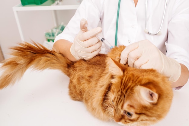 Veterinarian giving injection to cat at vet clinic xA