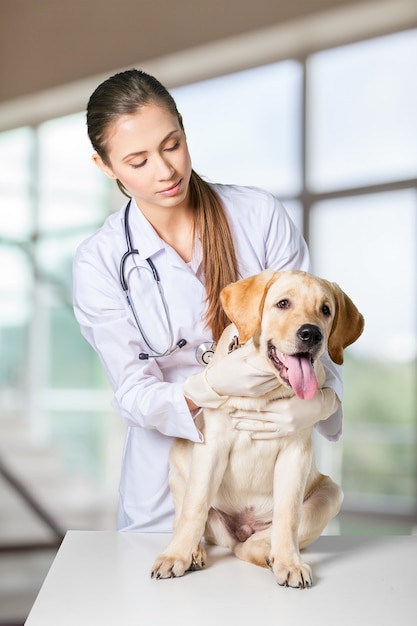 Veterinarian giving injection to dog in clinic