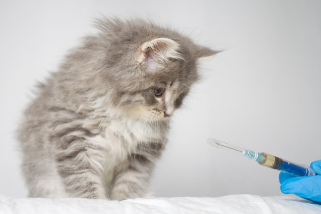 Veterinarian giving injection to Grey Persian Little fluffy Maine coon kitte at vet clinic.