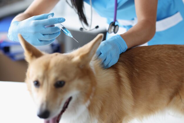 Veterinarian giving injection of medication to dog in clinic closeup pet vaccination concept