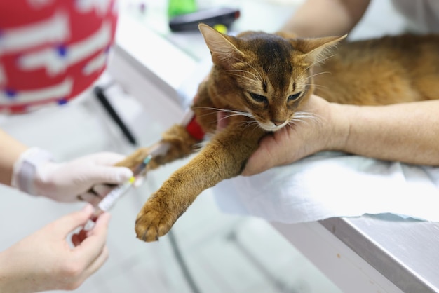 獣医クリニックで赤い猫に注射を与える獣医医師は手袋医療注射器を手に