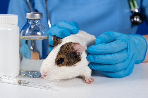 A veterinarian in gloves calms and strokes the guinea pig for examination