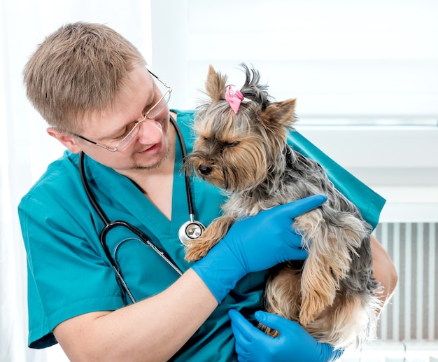 Photo veterinarian holding dog on hands at vet clinic