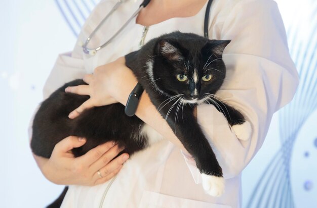 a veterinarian holds a cat in his arms