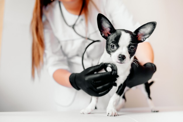 veterinarian holds a cute black and white puppy at the reception