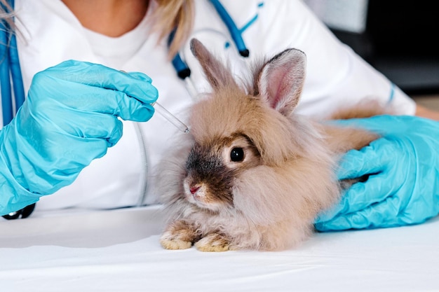 A veterinarian holds a pipette with medicine in front of a rabbit in a clinic