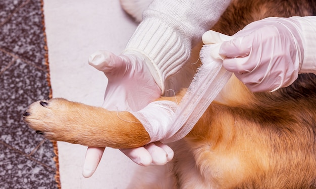 A veterinarian imposes bandage a dog on a wounded paw