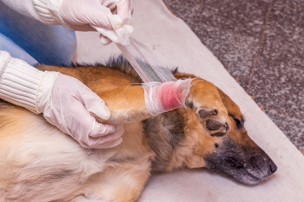 A veterinarian imposes a bandage on a sick dog's leg