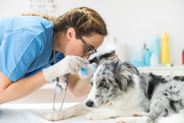 Фото Ветеринар осматривает ухо собаки с помощью отоскопа