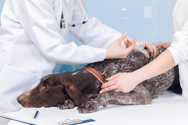 A veterinarian is checking a dog's ear.