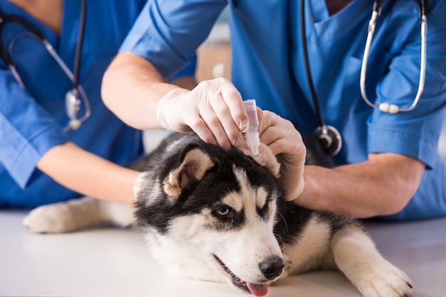 獣医は、クリニックで犬の耳に滴を垂らしています。