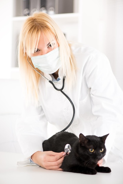 수의사가 청진기를 사용하여 검은 고양이를 검사하고 있습니다.