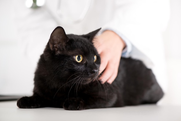 The veterinarian is examining the black domestic cat.