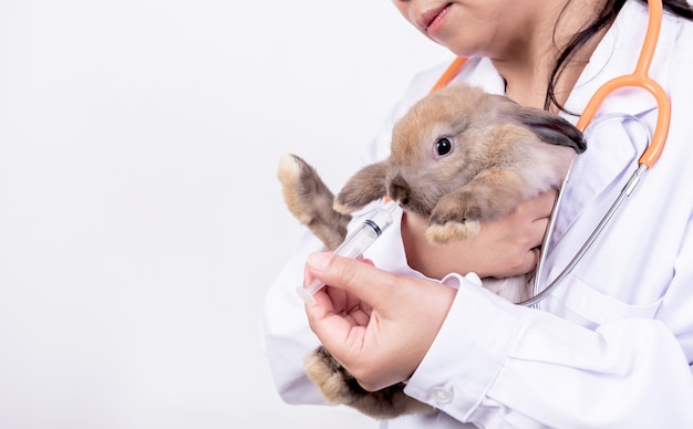 Ветеринар кормит коричневого кролика