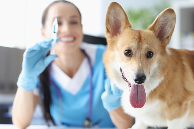 獣医師は、ペットの犬の予防接種の横にワクチンと薬の注射器を持っています