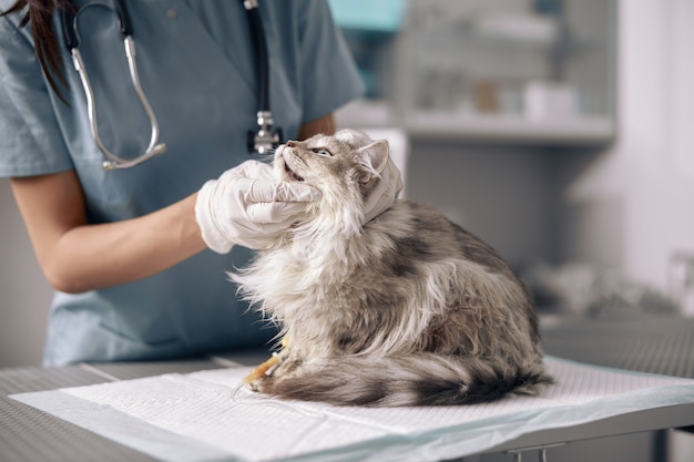 Veterinarian in latex gloves examines cat on table in hospital