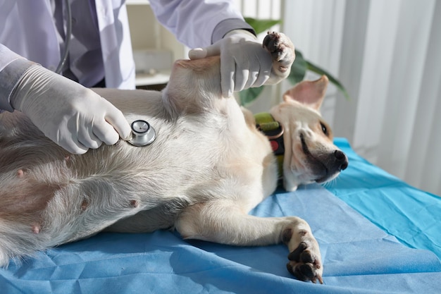 Veterinarian Listening to Breath of Dog