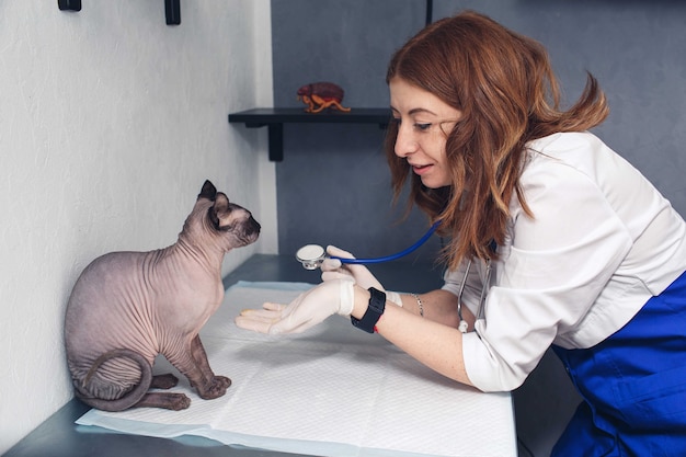 Photo veterinarian listening cat while doing checkup at clinic.