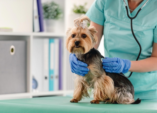 Veterinarian listening yorkshire terrier dog using stethoscope in clinic