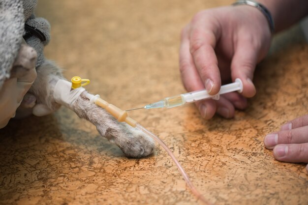 Veterinarian makes an injection to a cat in the catheter