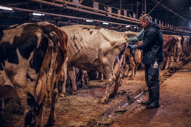 A veterinarian makes the procedure of artificial insemination of a cow inside a farm