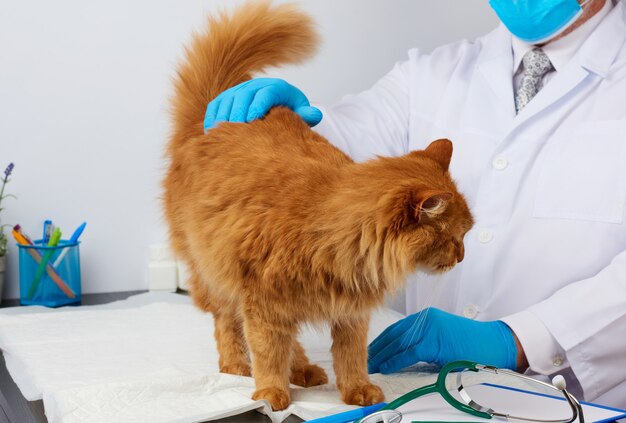 Veterinarian man in a white medical coat and blue sterile gloves sits at a table and examines an adult fluffy red cat