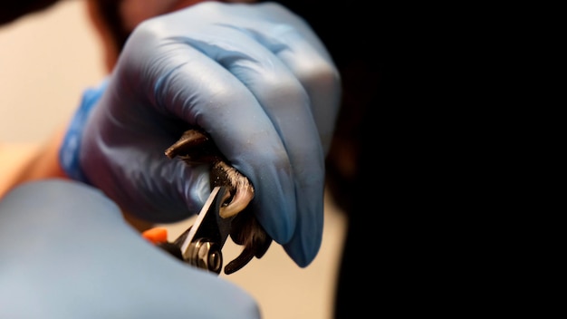 Veterinarian in medical gloves cuts the claws of a dog in the clinic animal health grooming