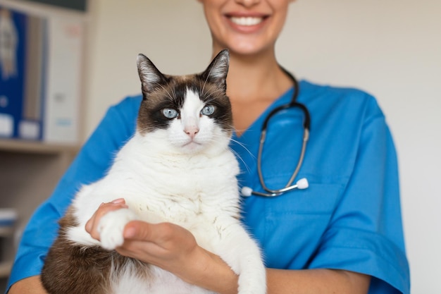 Veterinarian nurse lady holding fluffy cat pet standing in clinic