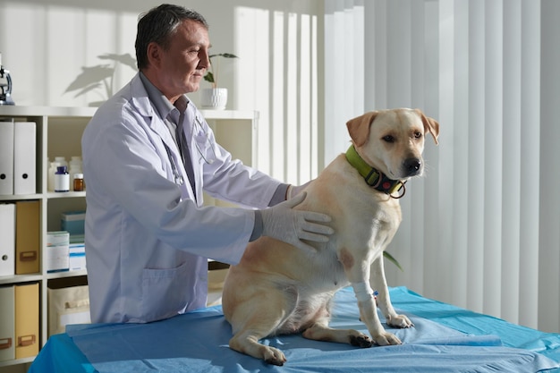 Veterinarian Palpating Labrador Dog