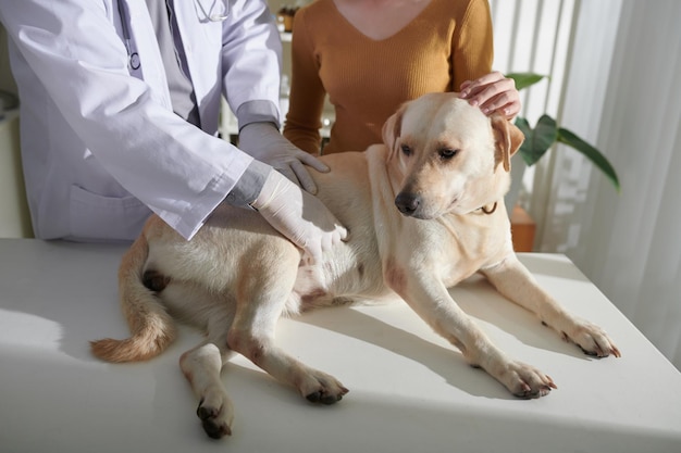 Veterinarian Palpating Stomach of Dog