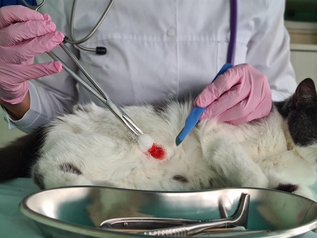 Veterinarian performs surgical operation on cat concept