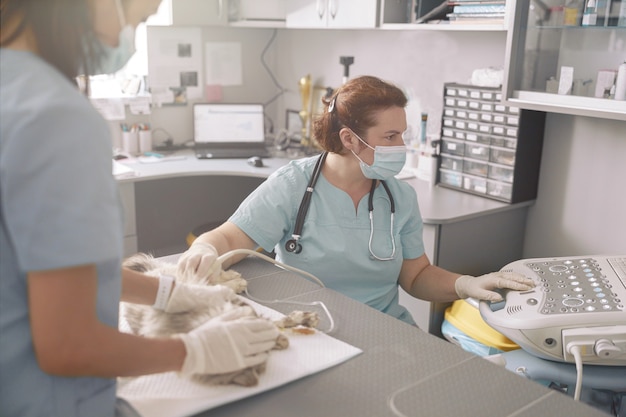 Il veterinario esegue l'indagine ecografica con l'assistente che tiene il gatto nell'ufficio della clinica