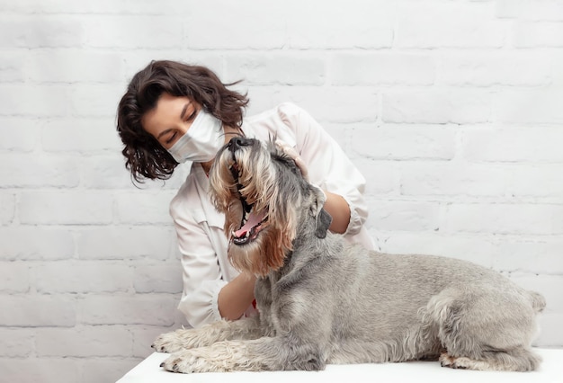 Ветеринар в защитной маске с собакой шнауцера во время приема