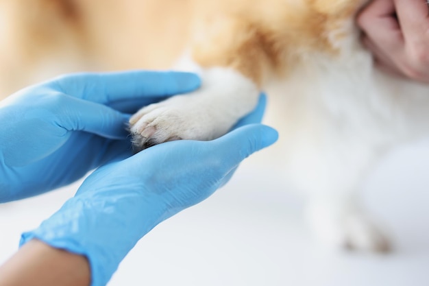 Ветеринар в защитных медицинских перчатках держит собачью лапу в клинике крупным планом, лечит домашних животных