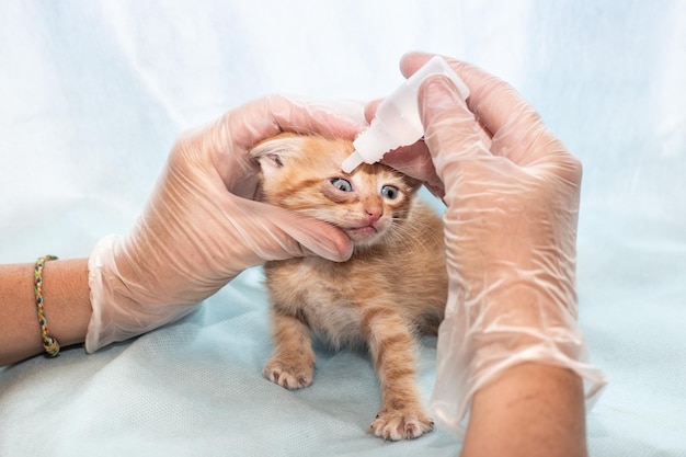 수의사는 작은 생강 새끼 고양이의 눈에 방울을 넣습니다. 동물의 예방과 치료
