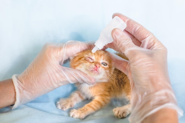 A veterinarian puts drops in the eyes of a small kitten eye diseases in kittens