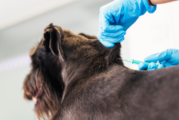 Veterinario che mette un vaccino su un cane. concetto veterinario.