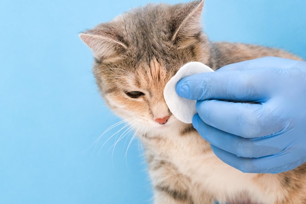 Veterinarian rubs cats eyes in the clinic at the reception Cleaning the cats eyes with a cotton swab Cats Eye Is Healthy Prevention of eye problems