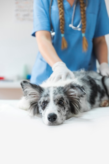 Veterinarian's hand on sick dog lying on table in clinic