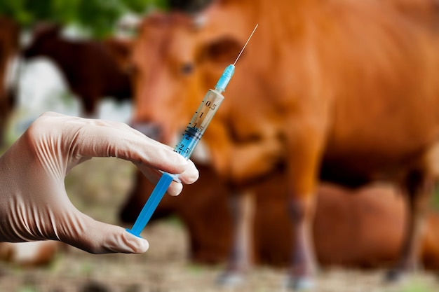 Veterinarian's hand in white medical glove holding syringe with medicine or vaccine against a farm