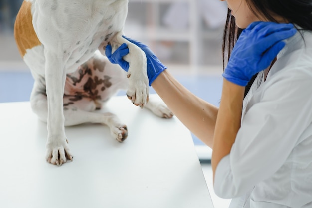 獣医の手が犬の足をチェックします